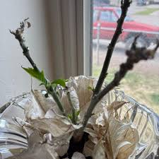 Image result for Euphorbia dedzana