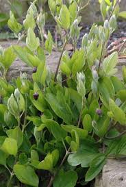 Image result for Clematis uhehensis