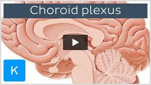 Image result for Choroid