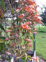 Image result for Bignonia capreolata