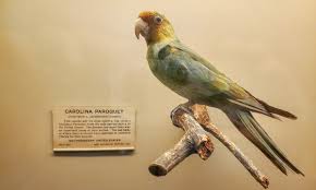 Image result for Great Lakes Medium Green Dark 1956 Wayne Works