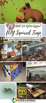 Anyway, i have been using a squirrel trap with fairly good success. 21 Diy Squirrel Trap How To Catch A Squirrel