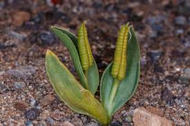 Image result for Ophioglossum polyphyllum