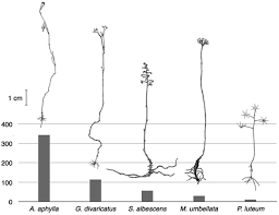 Image result for Exochaenium oliganthum