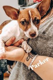 Fostering a dog is one of many ways you can help improve the lives of homeless pets. Meet Parker Pet Adoption Foster Dog Animal Shelters Near Me