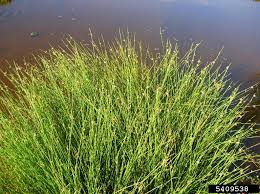 Image result for Cyperus laevigatus