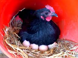 What are the best chickens for eggs. The 10 Best Egg Laying Chickens