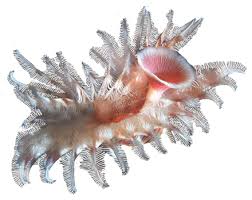 Image result for Polychaeta spp.