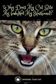 1 in 3 patients with cat bites to hand hospitalized, infections common, mayo finds. Why Does My Cat Bite Me But Not My Husband How To Change This Behavior Upgrade Your Cat