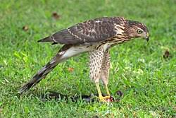 Cooper's hawk - Wikipedia