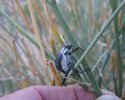 Image result for Catunaregam stenocarpa