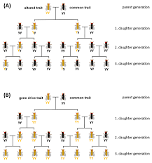 Crispr‐based gene drive in agriculture will face technical and governance challenges. Zkbs Gene Drive Systems