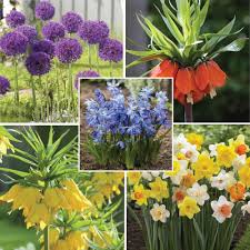 If you have really great conditions, they may even self seed giving you a fresh. Deer Resistant Collection Flower Bulb Assorted