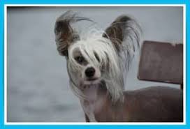 Explore 253 listings for hypoallergenic puppies for sale at best prices. Hypoallergenic Puppies And Dogs For Sale Newdoggy Com