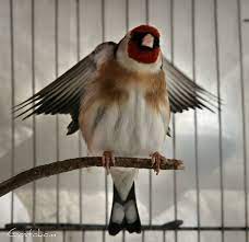 chardonneret goldfinch finch cage beautiful birds