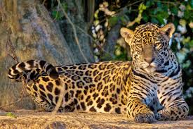 What Does Eating Beef Have To Do With Species Extinction Animals Species Extinction Animals Wild