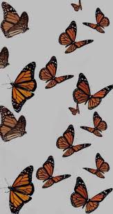 When autocomplete results are available use up and down arrows to review and enter to select. Monarch Animals And Butterfly Image 7852628 On Favim Com