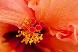 Image result for Hibiscus dongolensis