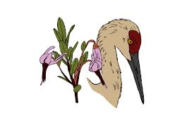 Cranberry (the plant) is a shrub that is native to the northern hemisphere, which produces a berry that turns red when it is fully ripe. Cranberry Blossoms Look Like Crane Heads And Other Fun Cranberry Facts Plants And Pipettes