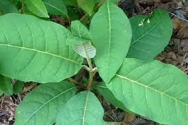 Image result for Harungana madagascariensis