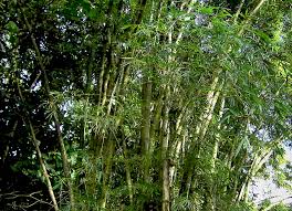 Image result for Bambusa