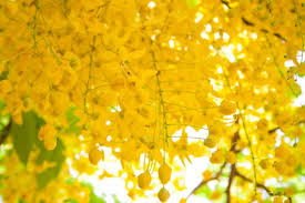 Read more than 50 reviews and choose a room with planetofhotels.com. Cassia Fistula La Lluvia De Oro Para Climas Calidos Guia Completa 2021