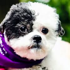 They make a great pet for owners who spend time on or near to the water. Florida Maltipoo Puppies For Sale From Vetted Breeders