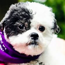 Pawrade connects pawsome people like you with happy, healthy puppies from our respected, prominent breeder relationships we've established over the last 15 years. 1 Maltipoo Puppies For Sale In Houston Tx Uptown