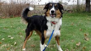 We live in the city, but have backyard chickens, which a hawk had killed one of, so we got bandit to take care of them. English Shepherd Breed Info Pics Temperament Traits Doggie Designer