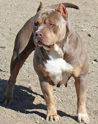 pitbull puppies big pups xl blue big pitbull brown pitbull pitbull puppies