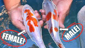 They don't technically become pregnant as humans do. How To Know Male And Female Koi Fish Youtube