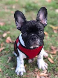 We did not find results for: Hi Everyone I M In Search Of My Frenchie Baby And Am Hoping For Breeder Recommendations In South Florida I M Looking For Breeder Who Breeds Longer Snout Frenchies For Health Reasons Any Recommendations