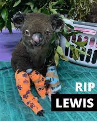 Australia Fires 2019 Animals Animals Galery In 2021 Australia Animals Koala Animals
