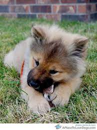 Anna-bear Adorable Chow Keeshond Mix Puppy
