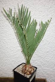 Image result for Encephalartos chimanimaniensis