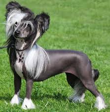 And the powderpuff, which has a full coat. Chinese Crested South Africa Chinese Crested Breed Dog Breeders Gallery