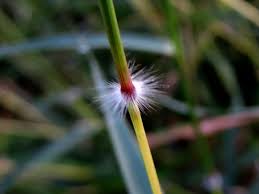 Image result for Dichanthium annulatum