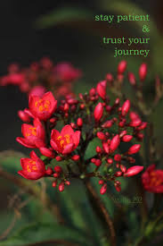 Sttudio292 Sttudio292photography Beautifulflowerphotography Flowerpictures Quotes Quotestoliveby Quotesaboutlife Inspirational Quotes Inspiration Quotes