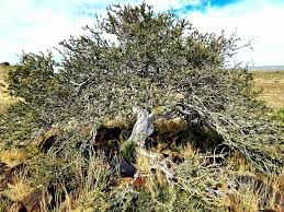 Image result for Boscia matabelensis