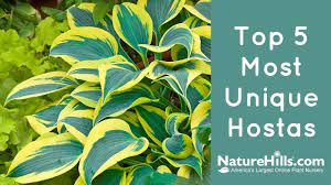 Check spelling or type a new query. Top 5 Most Unique Hostas Naturehills Com Youtube
