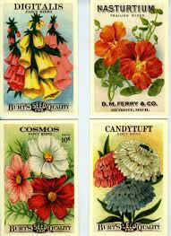 Vintage Flower Seed Packet Postcards Botanical Style By Cavallini Flower Seeds Packets Flower Seeds Vintage Flowers