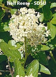 Image result for Rhamnaceae