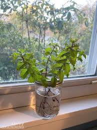 All three arrived in perfect shape, even though ups mangled the box and one of the plants was upside down when i opened the box. How To Grow Mint Indoors 3 Growing Methods For Year Round Harvests