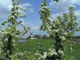 Lime trees are sensitive to cold, so consider your climate before trying to grow one. Blossoming Fruit Trees In The Betuwe The Netherlands Heavenly Holland