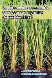 La Citronnelle Comment La Faire Pousser Et Profiter De Ses Bienfaits Jardinage Jardinage En Pots Astuce Jardinage