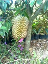 Durian monthong durian yang boleh ditanam dalam pasu dan pohonnya yang rendang. Dunia Benih Durian Monthong Walaupun Sudah Lama Facebook