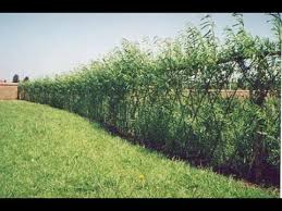 A fence planter is an easy way to breathe new life into an old fence. Complete Guide To Planting A Living Fence Youtube