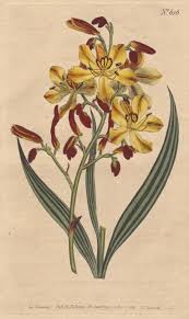 Image result for Wachendorfia