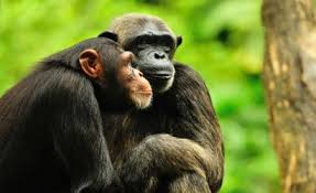 تحميل أحلى صور القرود صور القردة أو القرد الشمبانزي او الشمبنزي Chimpanzee Animals Great Ape