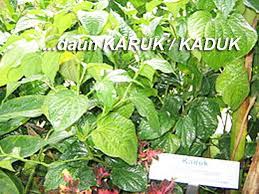 Daun katuk merupakan salah satu jenis tanaman herbal yang memiliki nama besar di kawasan video ini berisi tentang 10 rahasia manfaat daun katuk manfaat daun katuk untuk kesehatan dan ibu hamil 1. 8 Khasiat Penting Daun Karuk Untuk Obat Asma Batuk Panu Dan Malaria Berita Pertanian Mitalom